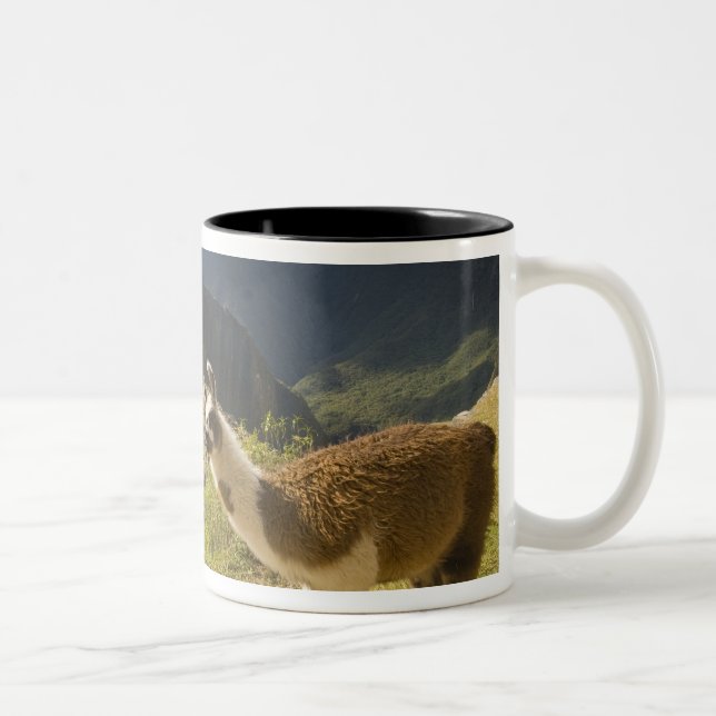 Llamor och utsikt över Machu Picchu, Två-Tonad Mugg (Höger)