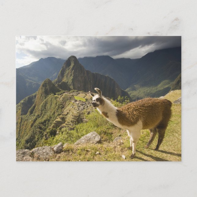 Llamor och utsikt över Machu Picchu, Vykort (Framsida)