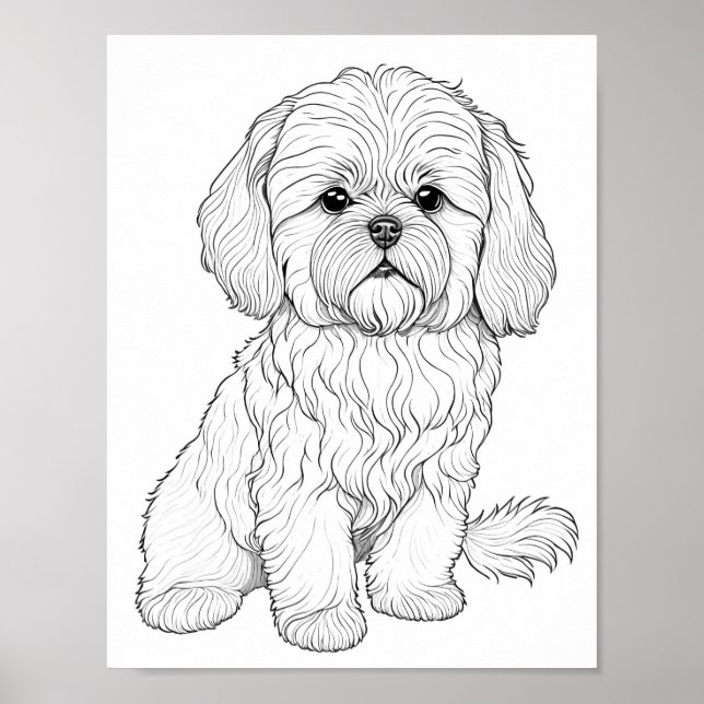 Llasa Apso Vuxen Coloring Poster (Framsidan)