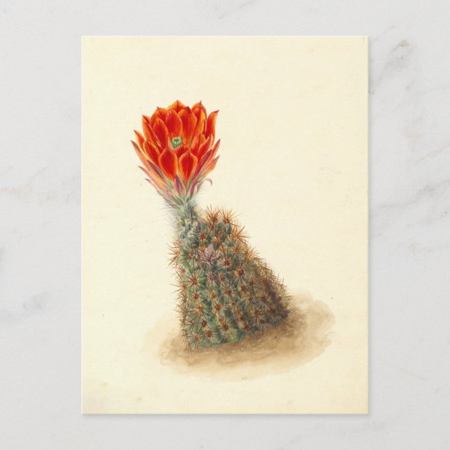 Lloyd's Strawberry Cactus Botanical Illustration Vykort (Framsida)