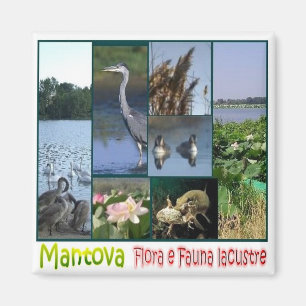 LMD062 MANTOVA, Lacustra flora och fauna Fridge Magnet