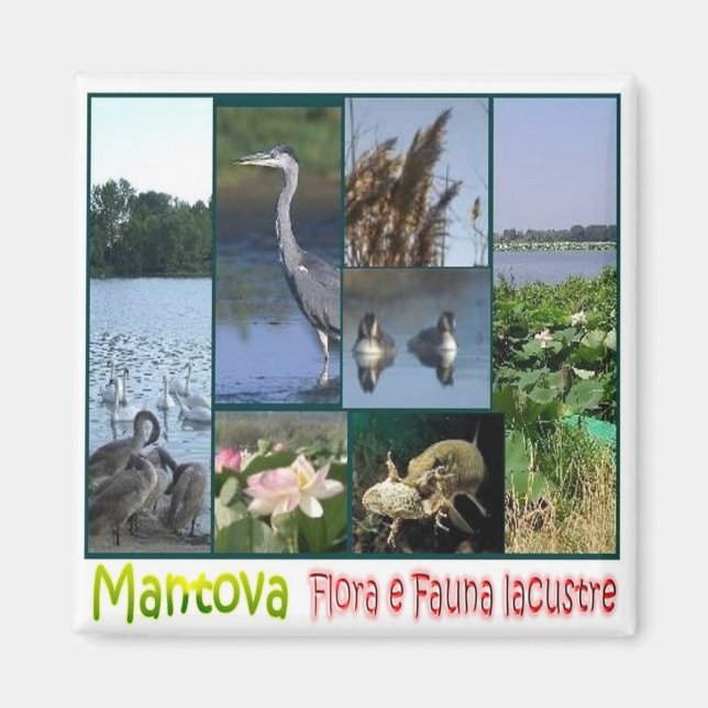 LMD062 MANTOVA, Lacustra flora och fauna Fridge Magnet (Framsidan)