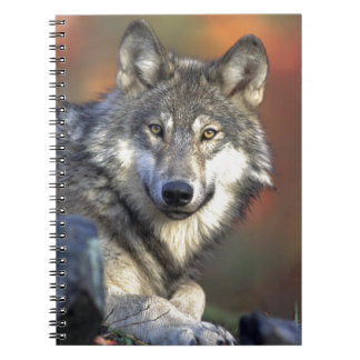 Lobo Gris Anteckningsbok Med Spiral