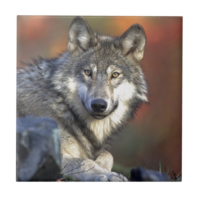 Lobo Gris Kakelplatta (Framsidan)