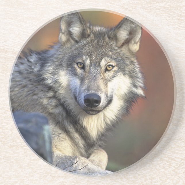 Lobo Gris Underlägg (Framsidan)