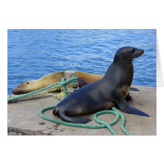 Lobos Marinos Hälsningskort (Framsidan Horizontal)