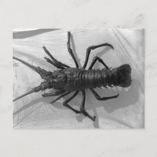 Lobster Black and White Photograph Vykort