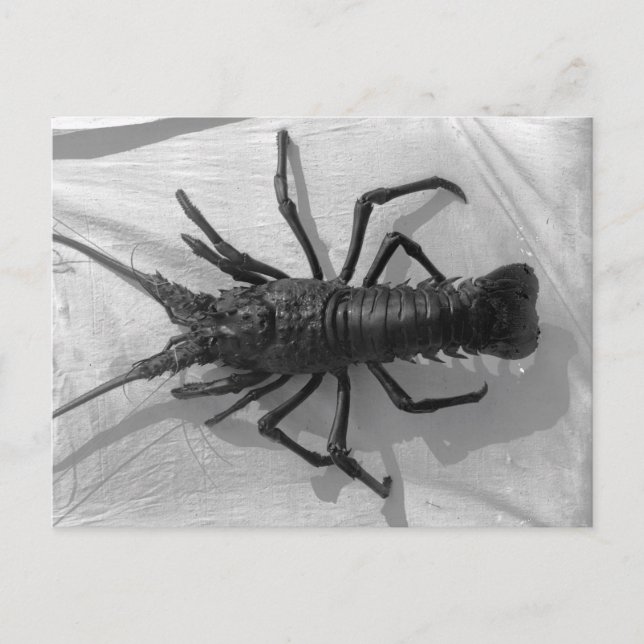 Lobster Black and White Photograph Vykort (Framsida)
