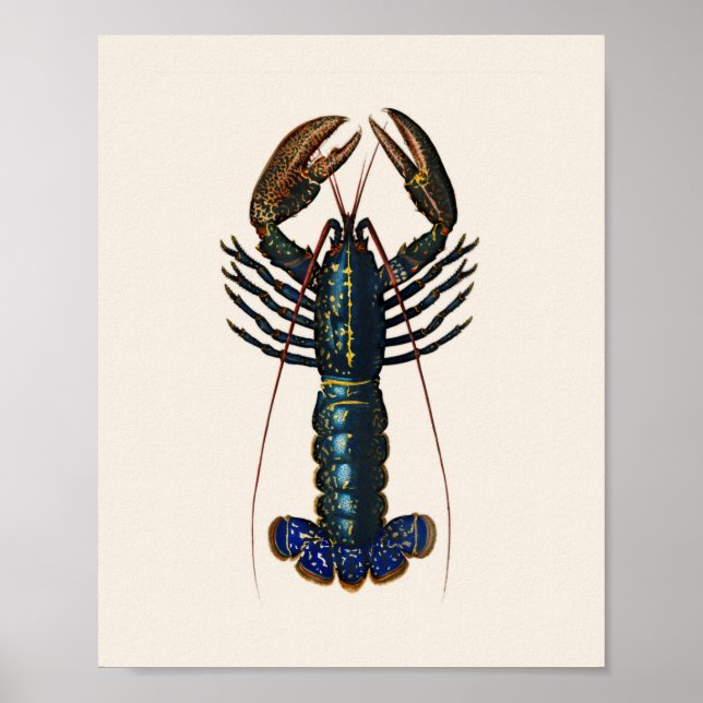 Lobster - Homard Commun Poster (Framsidan)
