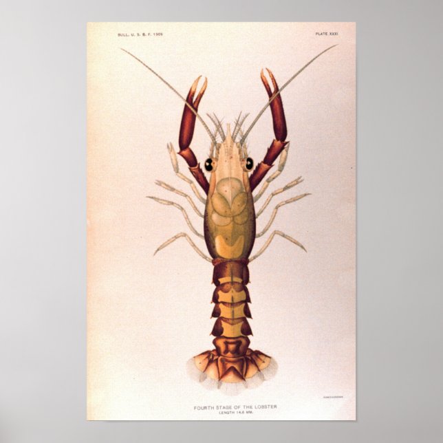 Lobster i den fjärde etappen poster (Framsidan)