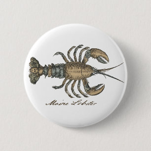Lobster Illustration Antique Maine Seafood Knapp