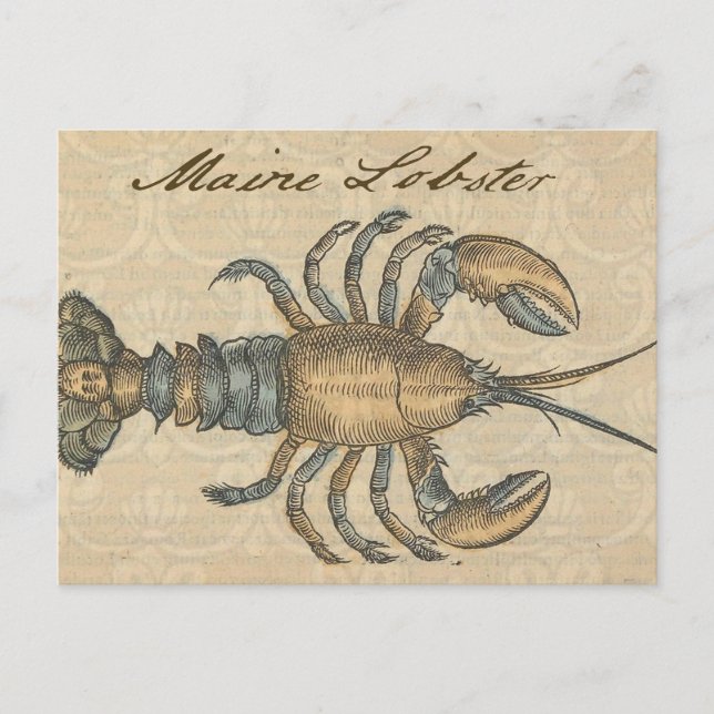 Lobster Illustration Antique Maine Seafood Vykort (Framsida)