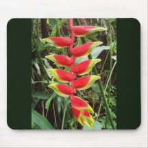 Lobster Klo Flower-Heliconia Rostrata