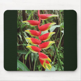 Lobster Klo Flower-Heliconia Rostrata Musmatta