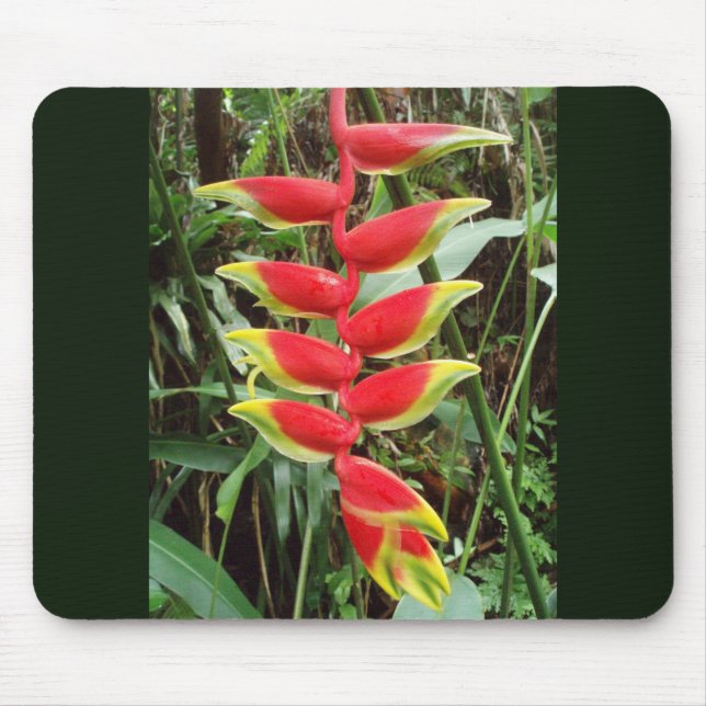 Lobster Klo Flower-Heliconia Rostrata Musmatta (Framsidan)