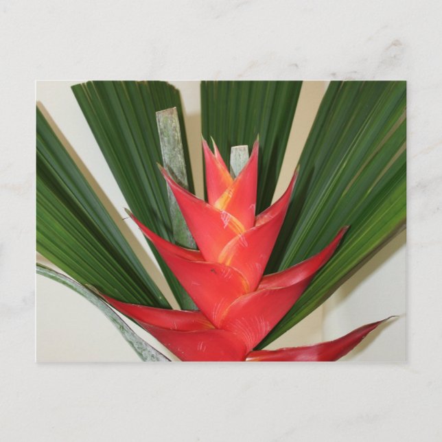 Lobster klo Heliconia-blomman Vykort (Framsida)