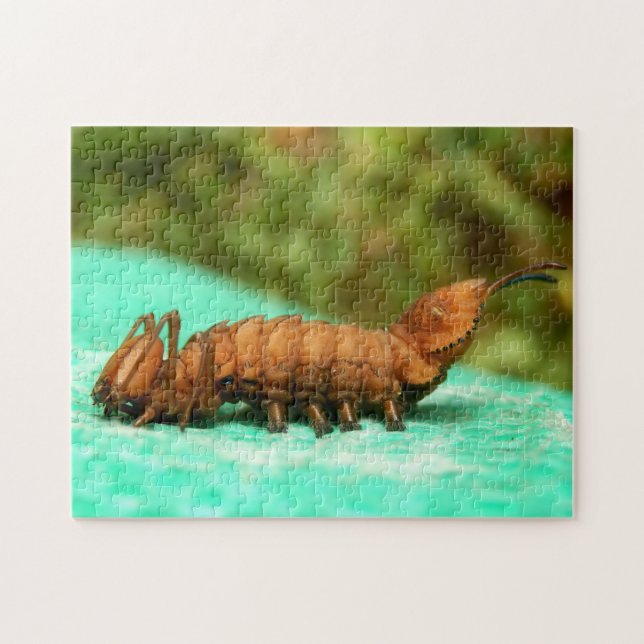 Lobster Moth Caterpelare Photo Puzzle and Gift Box Pussel (Horisontell)