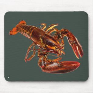 Lobster Musmatta