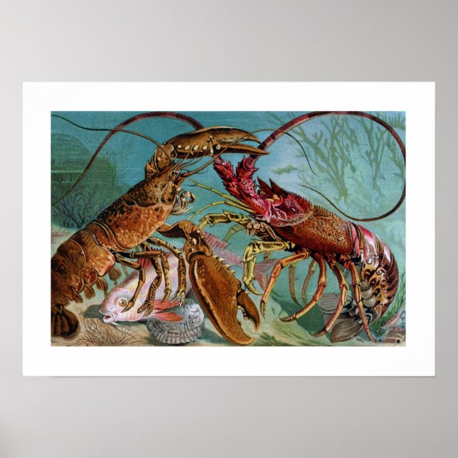 Lobster och Langoustine Poster (Framsidan)