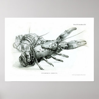 Lobster Poster