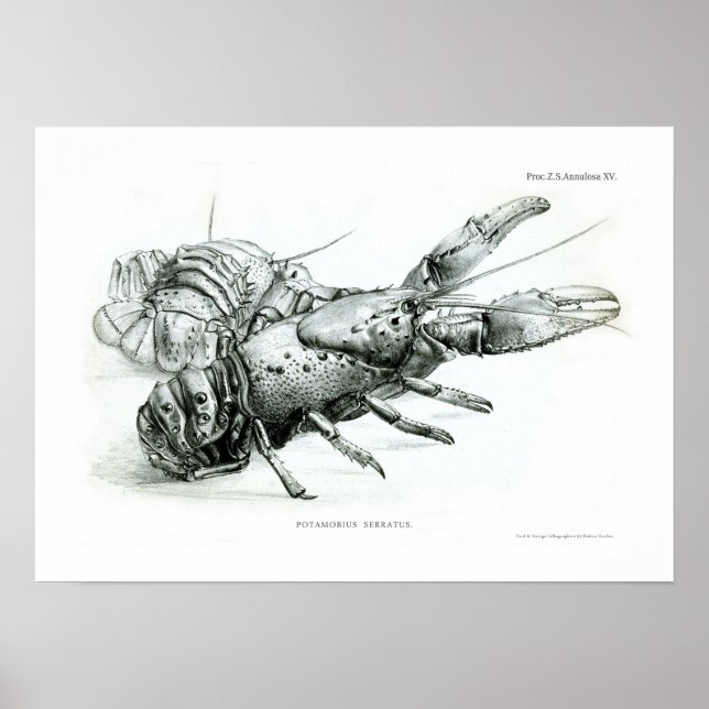 Lobster Poster (Framsidan)