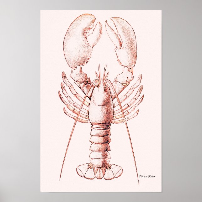 Lobster Poster ~ American Lobster (Framsidan)