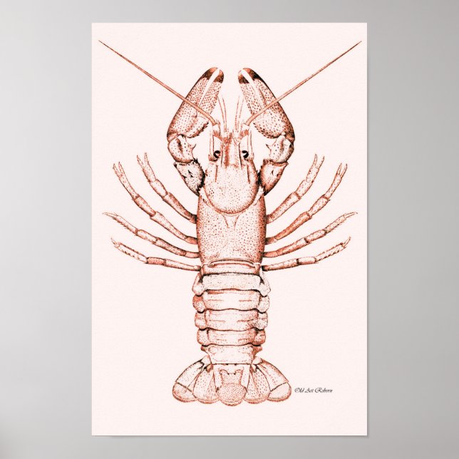 Lobster Poster ~ River Cray-Fish (Framsidan)