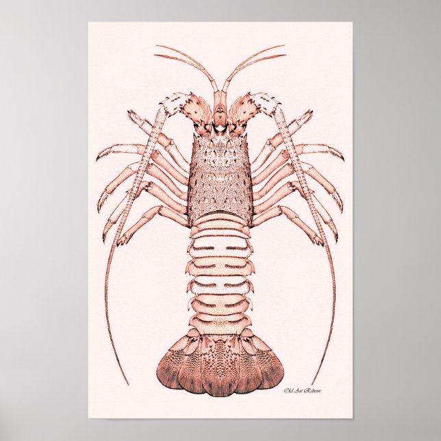 Lobster Poster ~ Sten Lobster (Framsidan)
