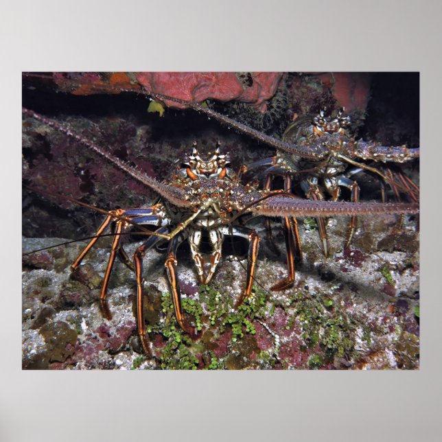Lobster Stare Poster (Framsidan)