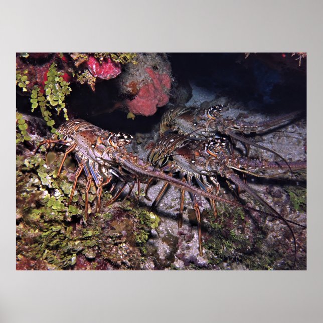 Lobster Trio Poster (Framsidan)