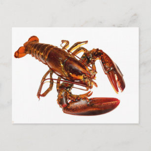 Lobster Vykort