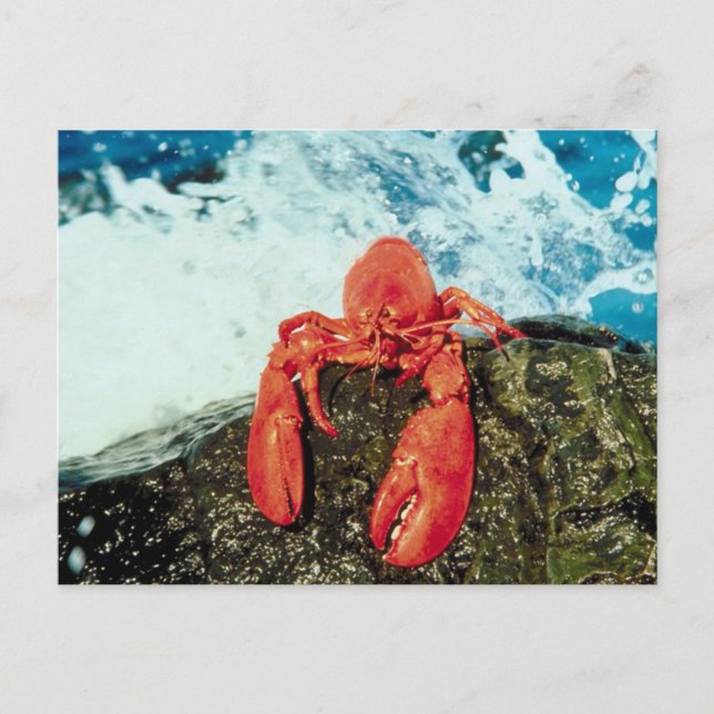 Lobster Vykort (Framsida)