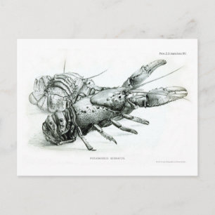 Lobster Vykort