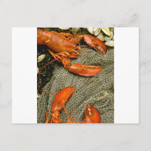 Lobsters Vykort