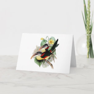 Lockig-krönade Aracari Kort