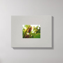 Locust Land Canvas Bild