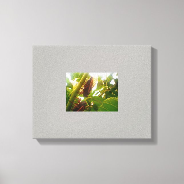 Locust Land Canvas Bild (Framsida)