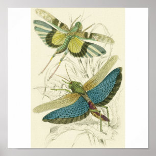 Locusta Cristata (undre), Locusta flava (övre) Poster