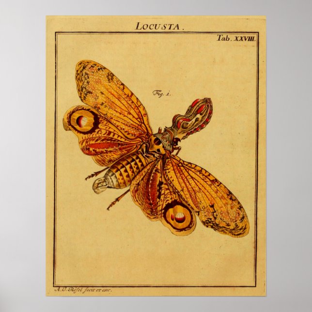 Locusta Poster (Framsidan)