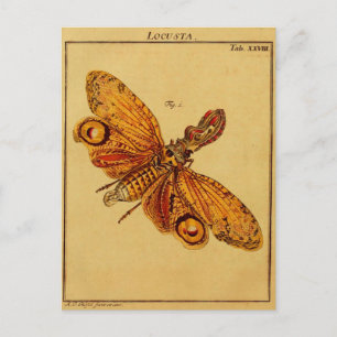 Locusta Vykort
