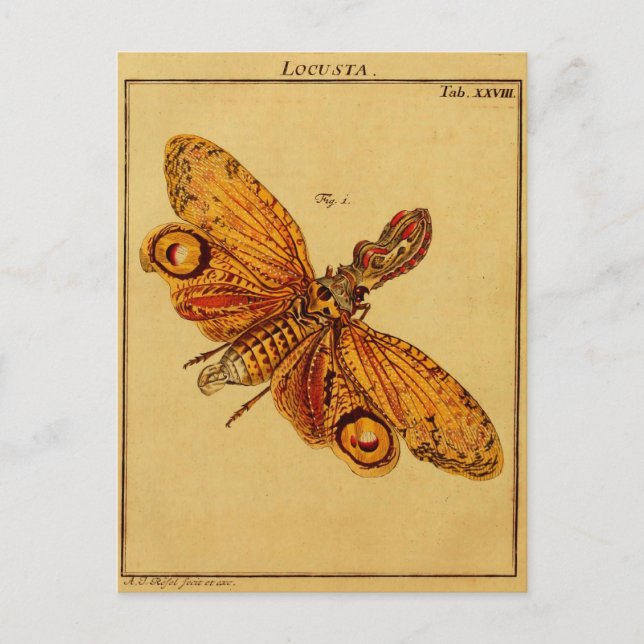Locusta Vykort (Framsida)
