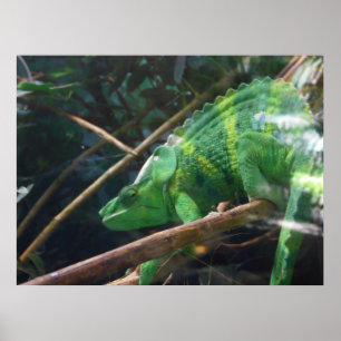 Lödder, Reptil, Chameleon, naturvägg Poster