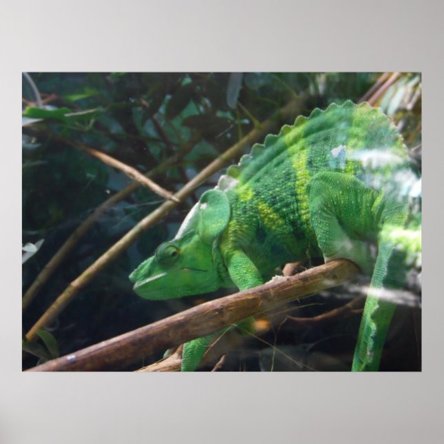 Lödder, Reptil, Chameleon, naturvägg Poster (Framsidan)