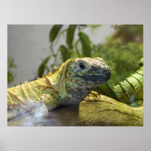 Lödder, Reptil, Iguana Nature Wall Poster