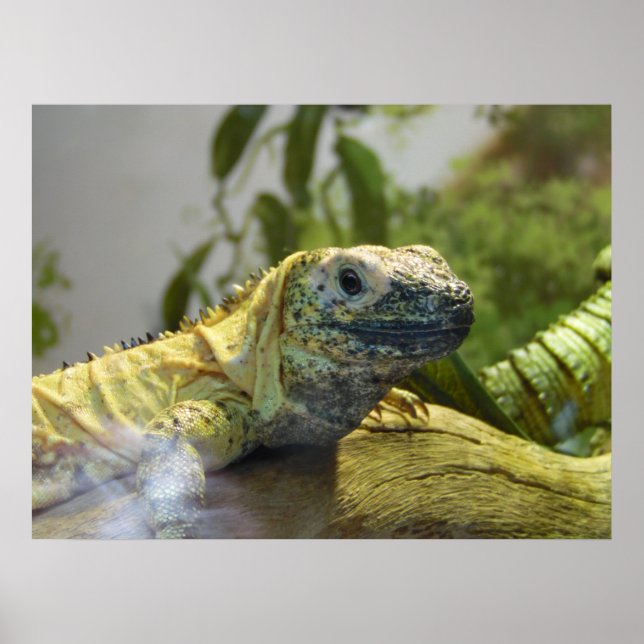 Lödder, Reptil, Iguana Nature Wall Poster (Framsidan)