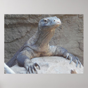 Lödder, Reptil, Kimono Dragon Nature Wall Poster
