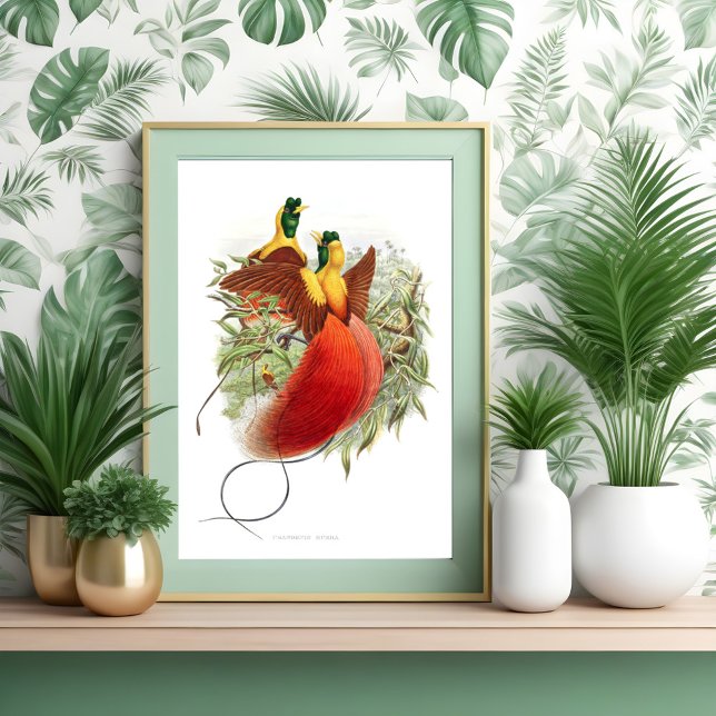 Loddigesia Mirabilis Poster (Skapare uppladdad)