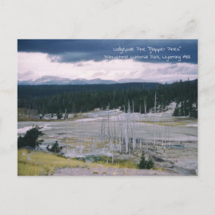 Lodgepole Tall (Pinus contorta) Yellowstone Nation Vykort