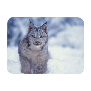 Lodjur i snö i förbergen magnet