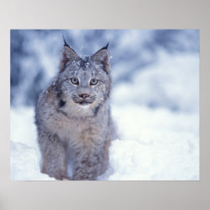 Lodjur i snö i förbergen poster